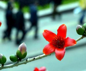 广州市花